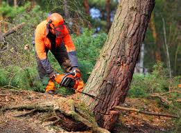 Best Root Management and Removal  in Pinardville, NH